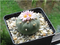fe837757-Lophophora williamsii jourdaniana.JPG
